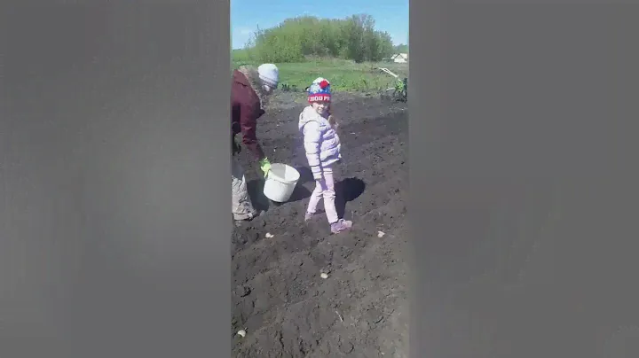 посадка картофеля мотоблоком ставмаш 9